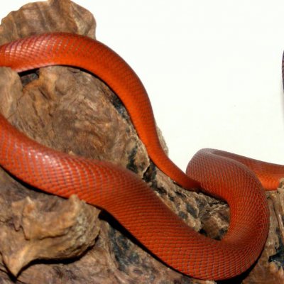 A Sudanese red spitting cobra, entwined around some wood, with its head rearing. Image: Bonnerscar